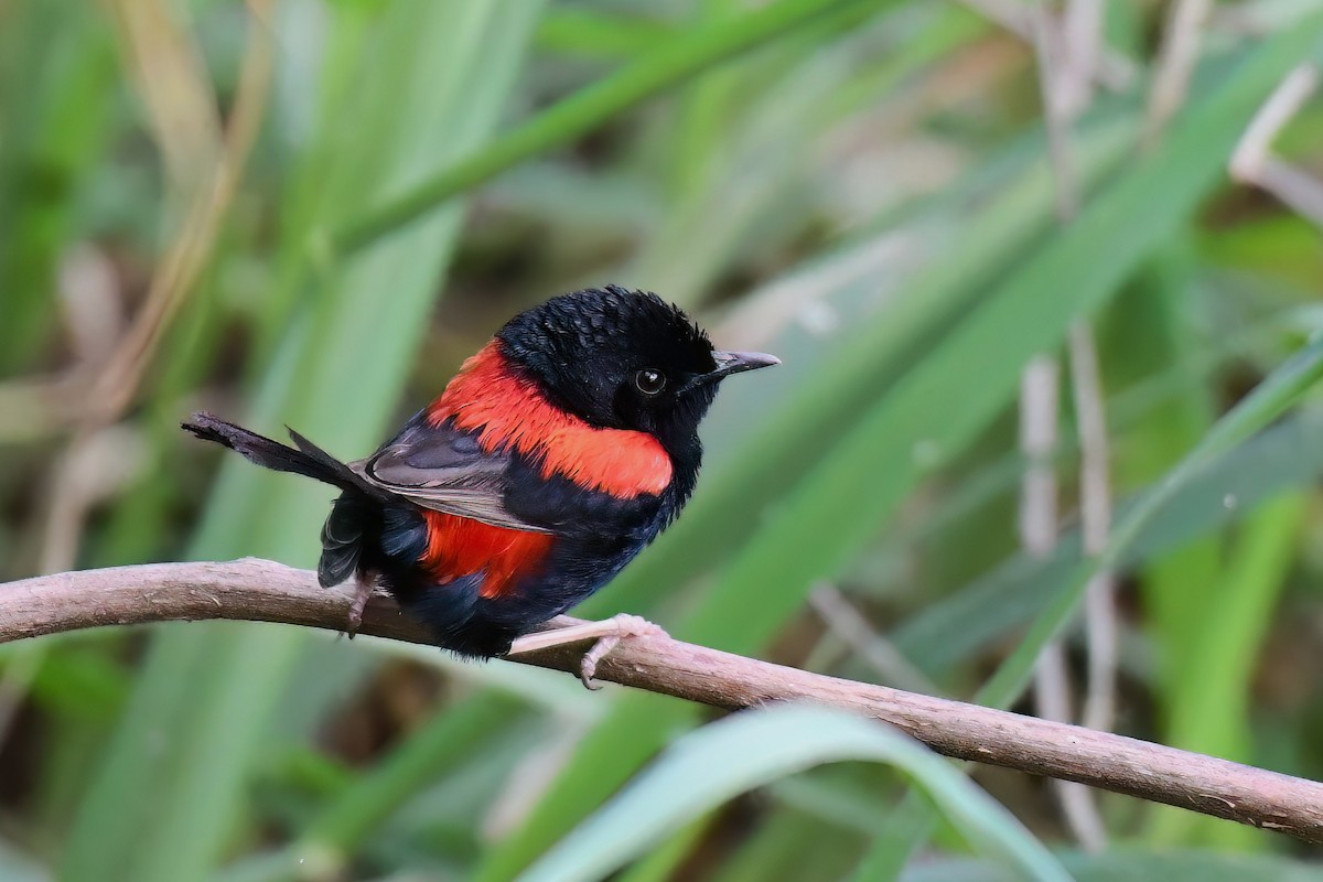 Red-backed Fairywren - ML616537930