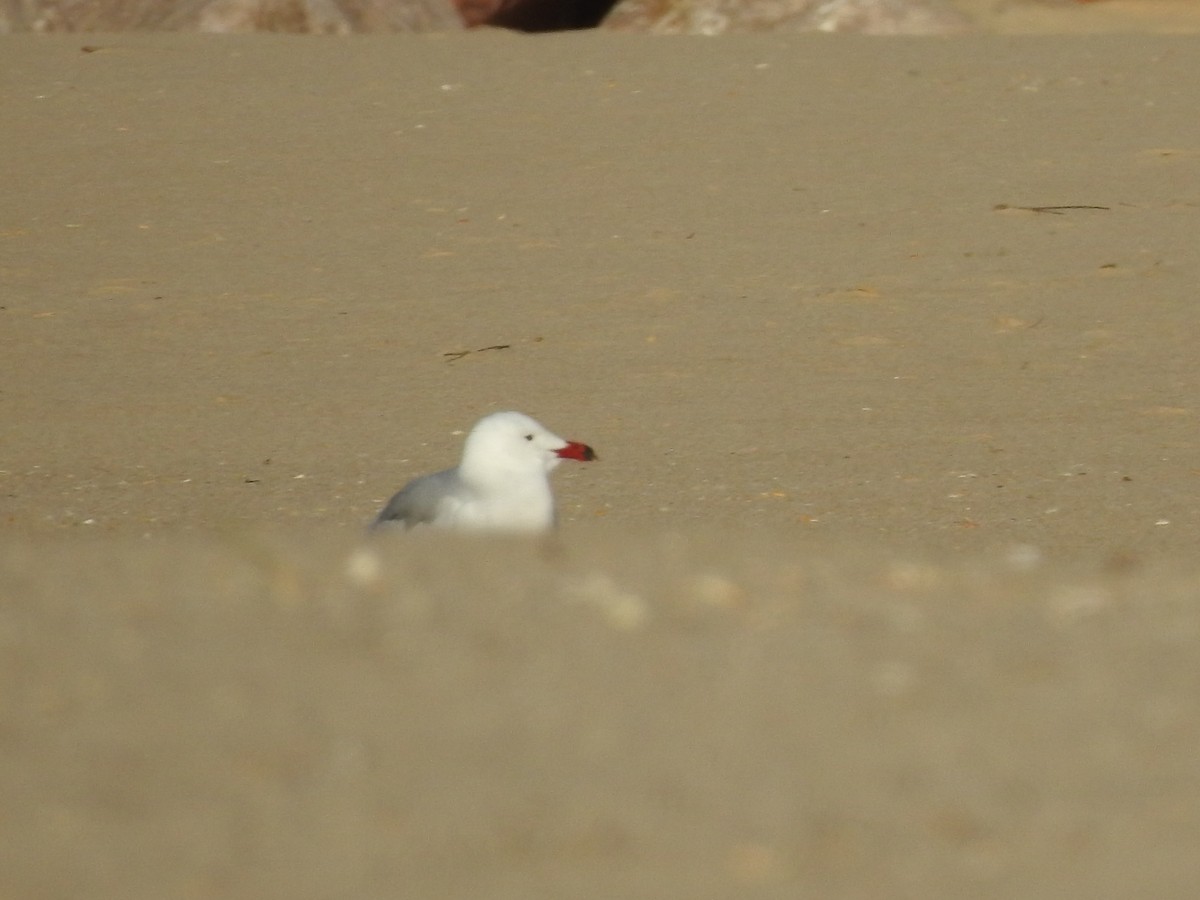 Audouin's Gull - ML616537945