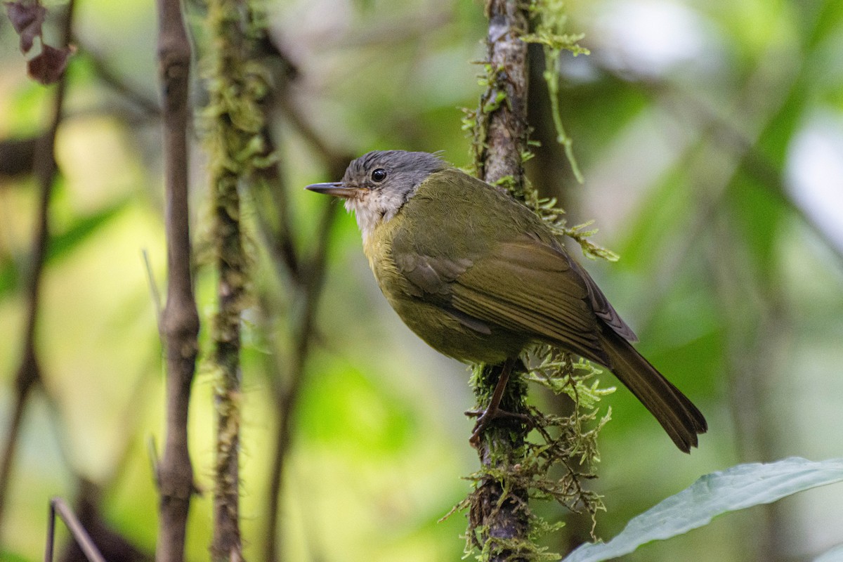Gray-crowned Tetraka - ML616537954