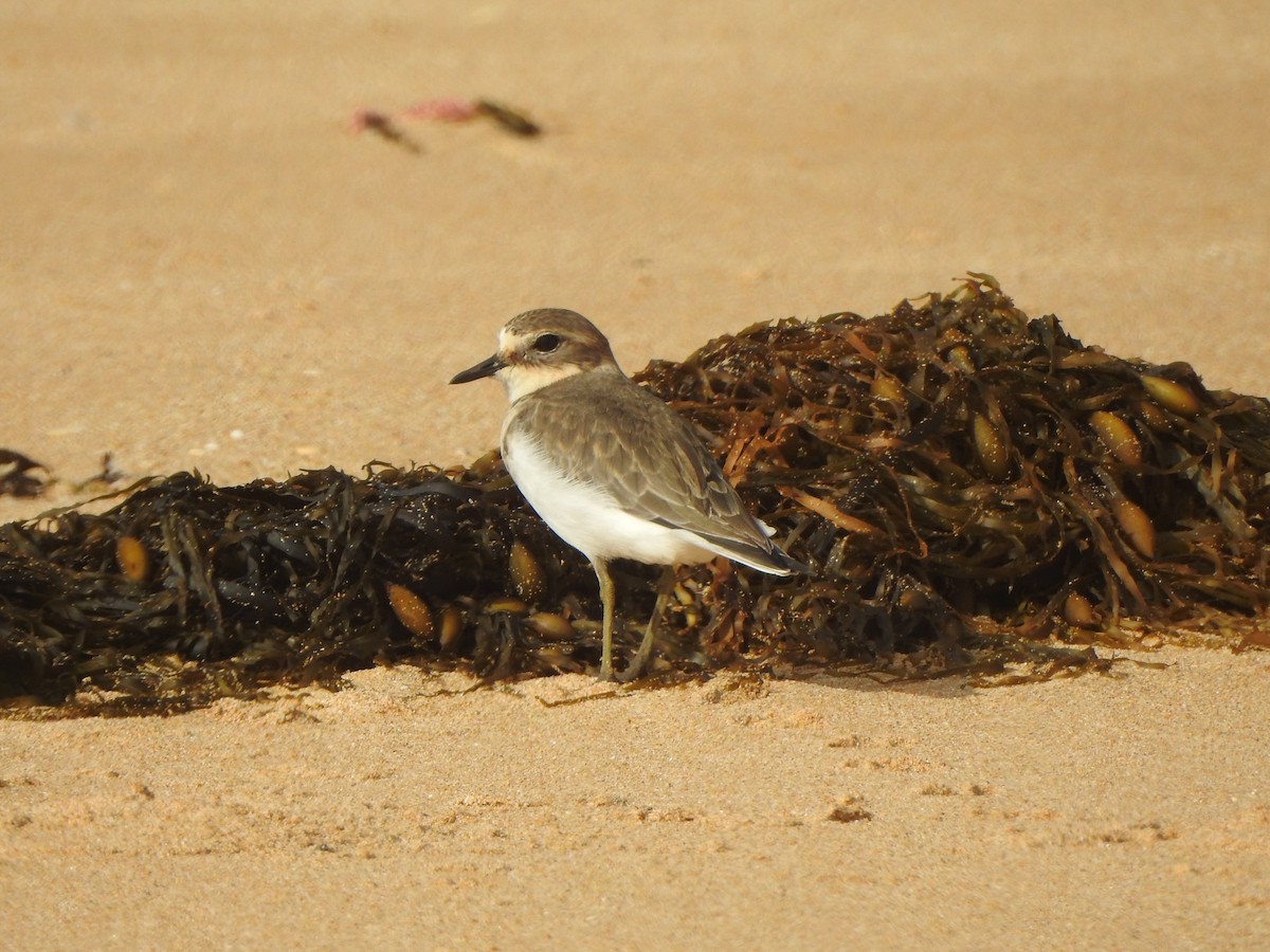 Double-banded Plover - ML616537978