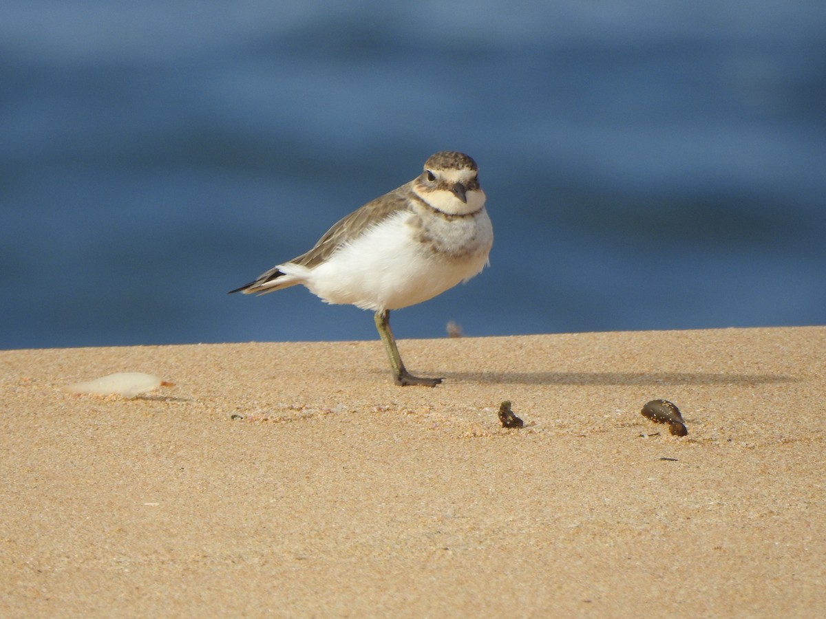 Double-banded Plover - ML616537979