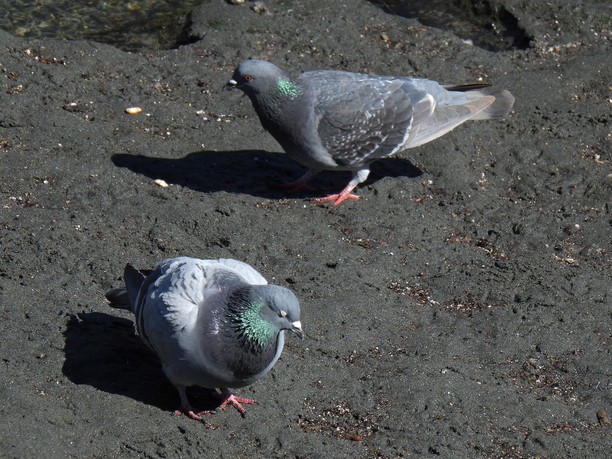 Rock Pigeon (Feral Pigeon) - Anonymous