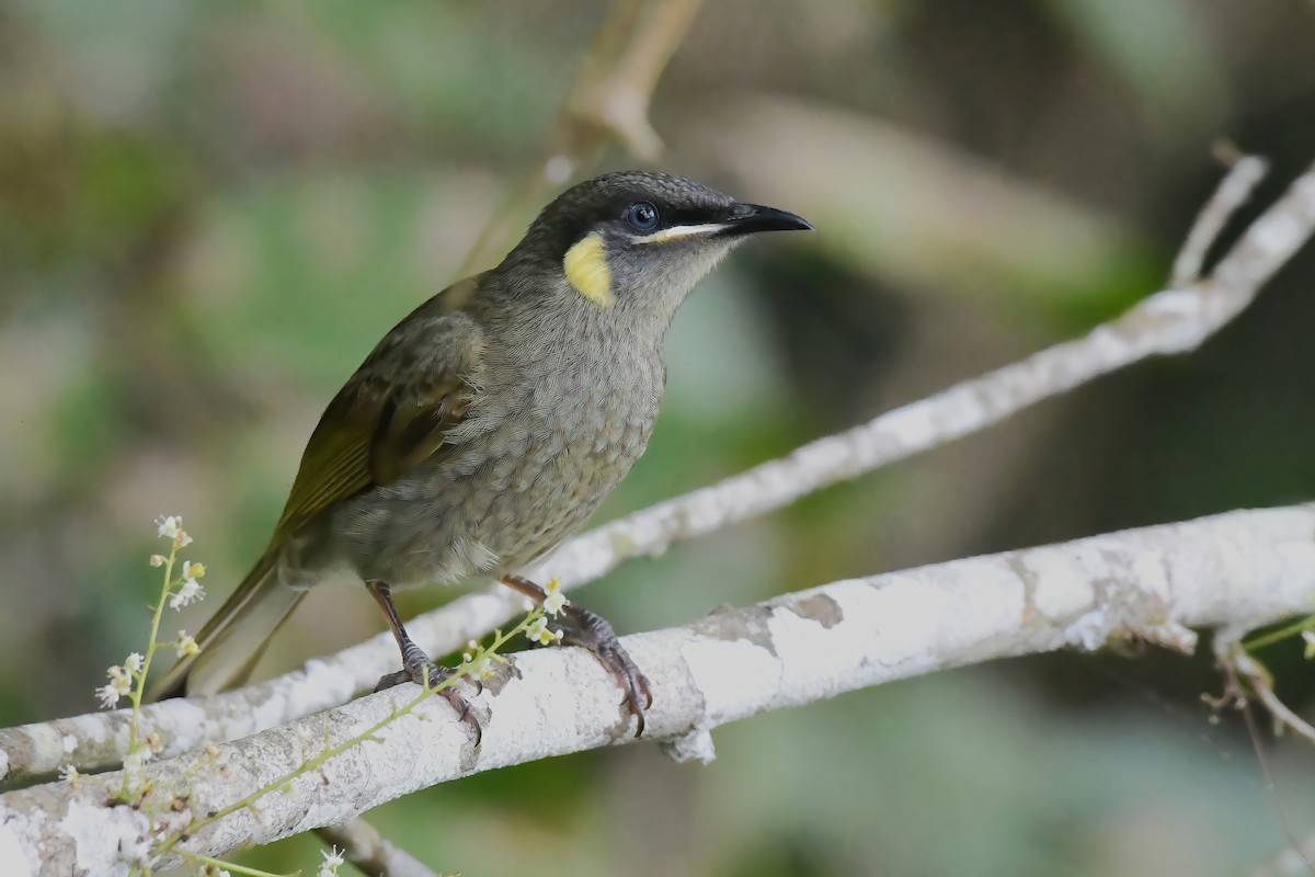 Lewin's Honeyeater - ML616538005