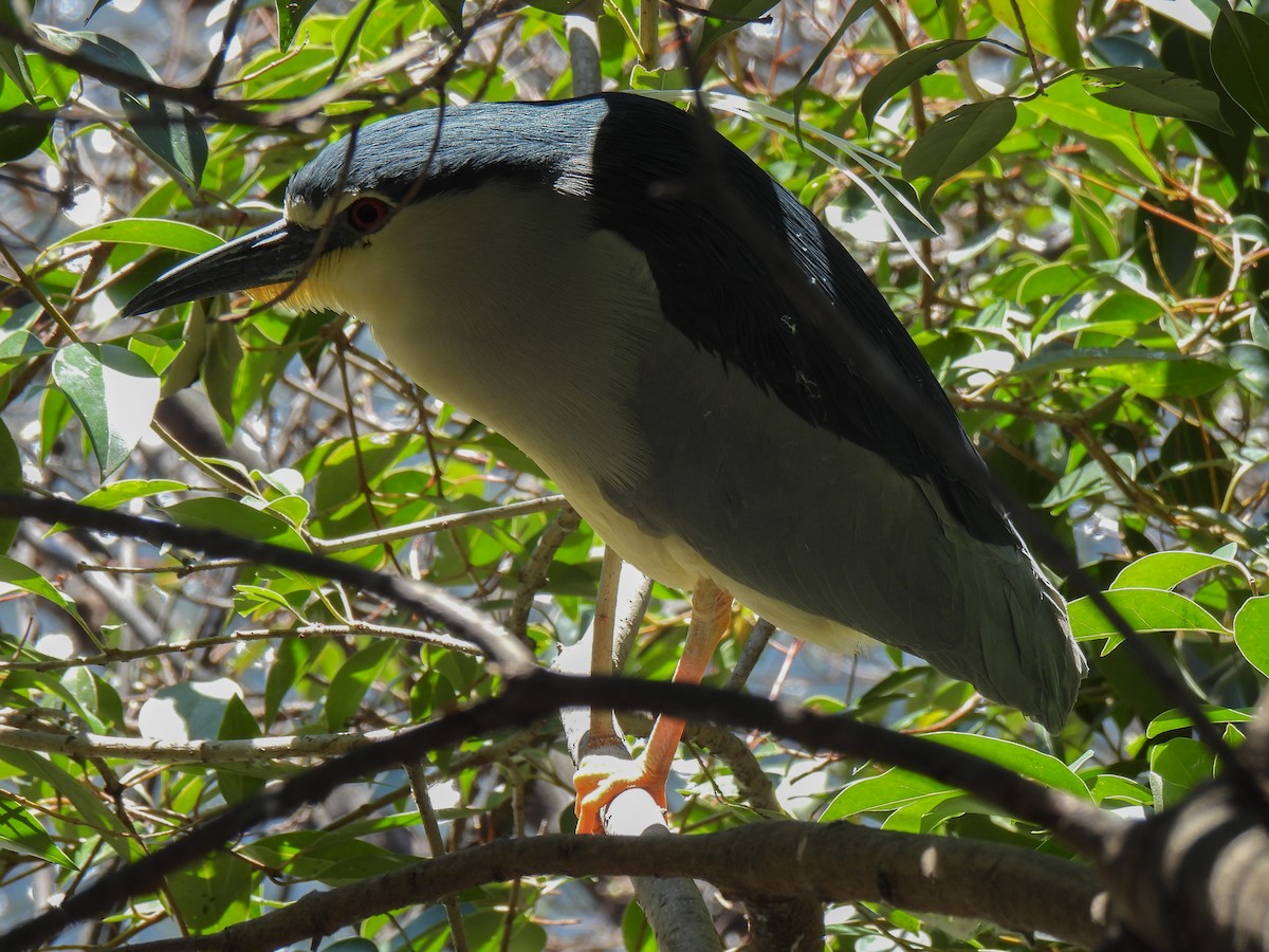 Black-crowned Night Heron - ML616538009