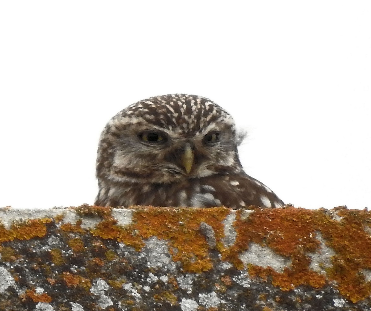 Little Owl - ML61653801