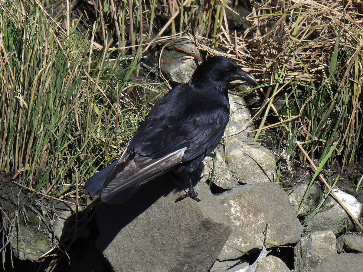 Carrion Crow - Anonymous