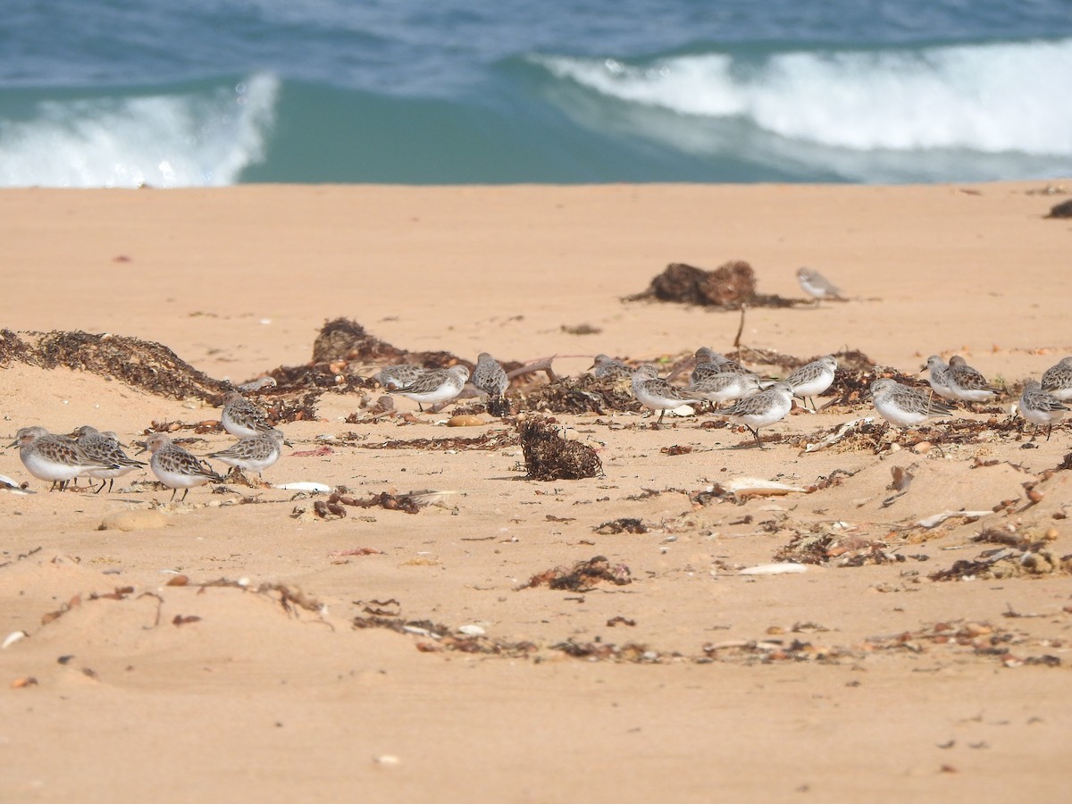 Red-necked Stint - ML616538032