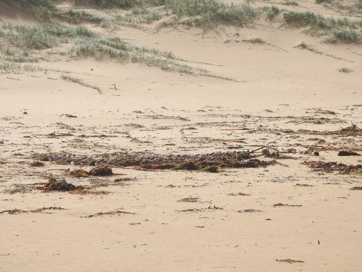 Red-necked Stint - ML616538034