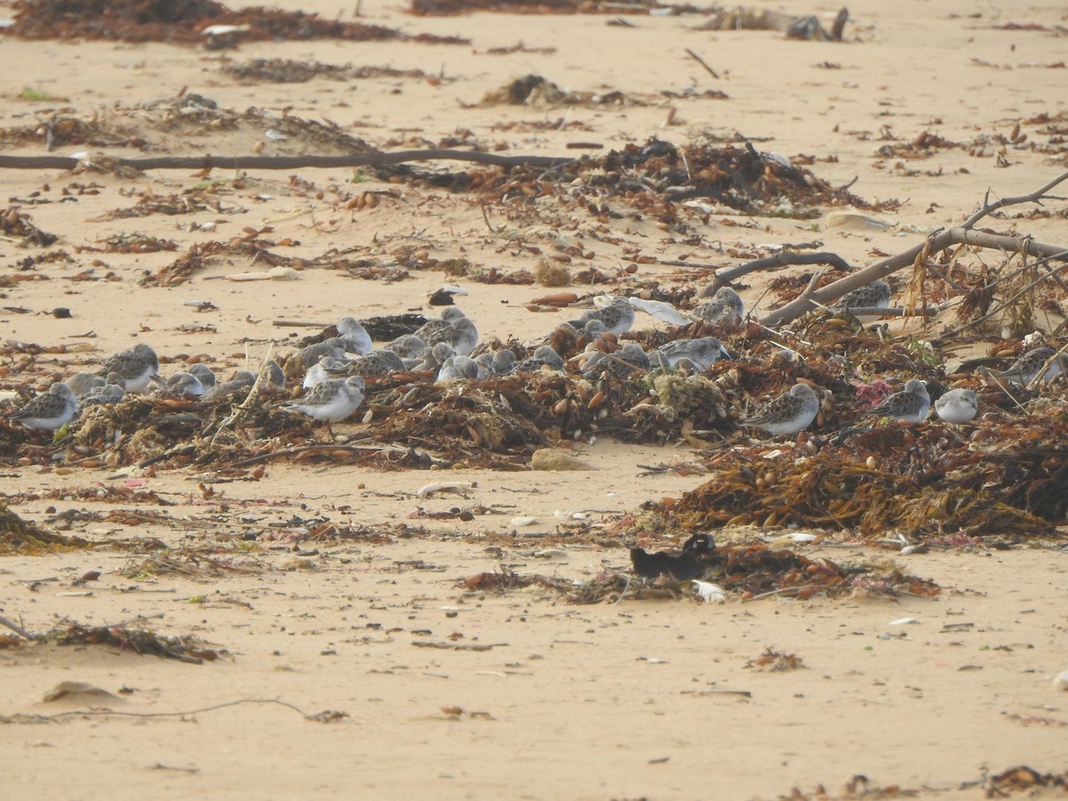 Red-necked Stint - ML616538035