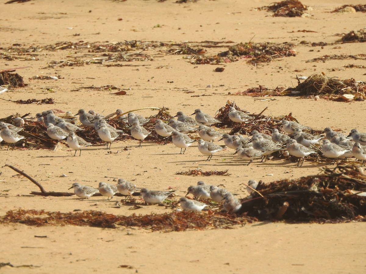 Red-necked Stint - ML616538038