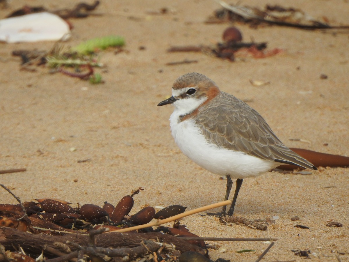 Red-capped Plover - ML616538050