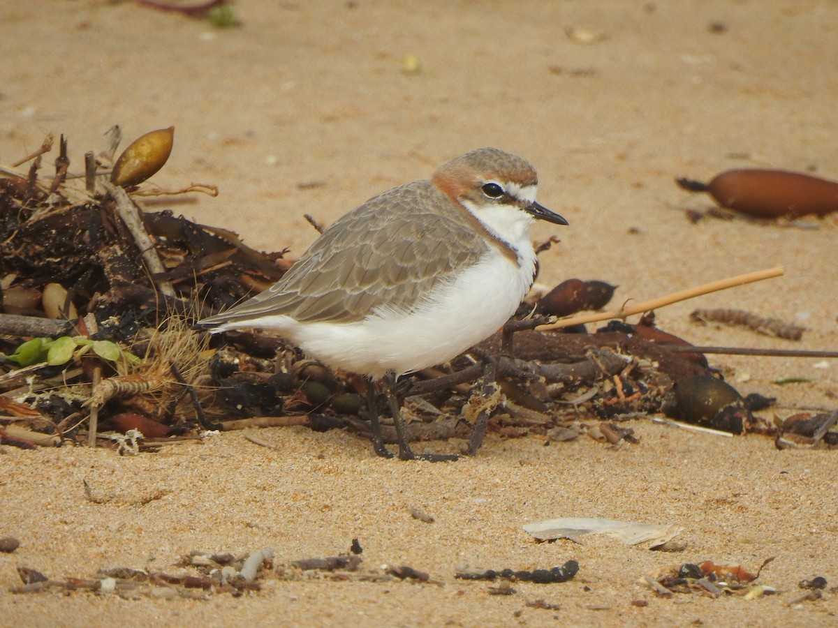 Red-capped Plover - ML616538052