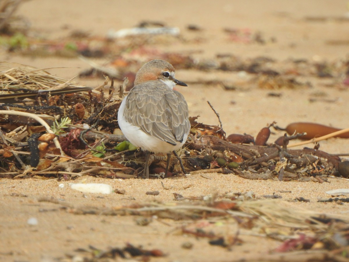 Red-capped Plover - ML616538053