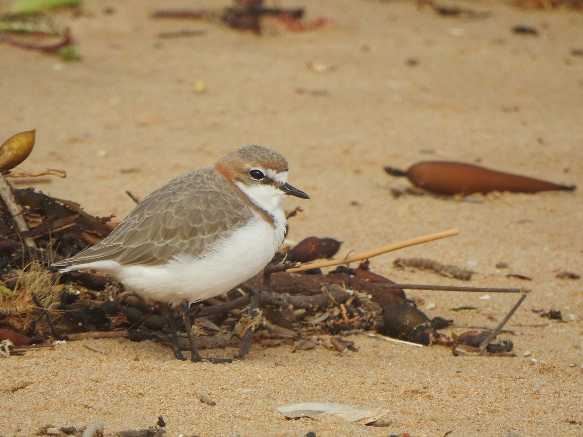 Red-capped Plover - ML616538054