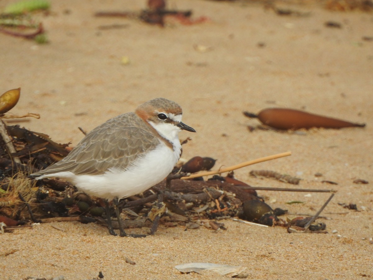 Red-capped Plover - ML616538055