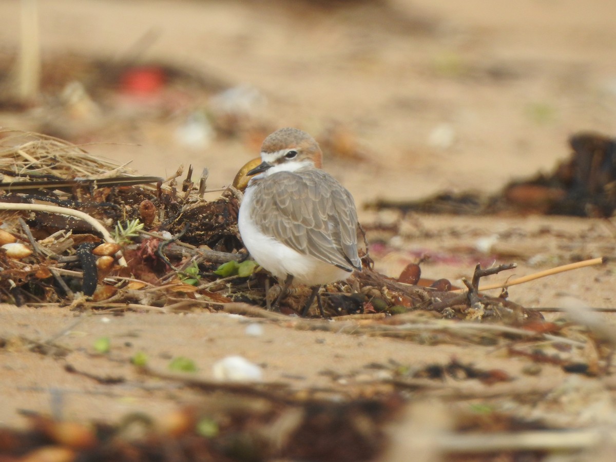 Red-capped Plover - ML616538057