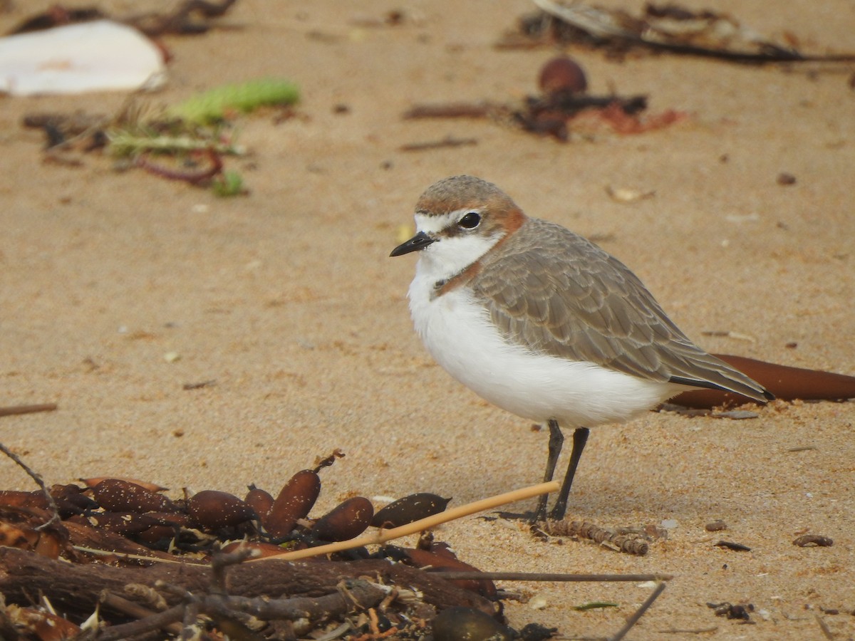 Red-capped Plover - ML616538058