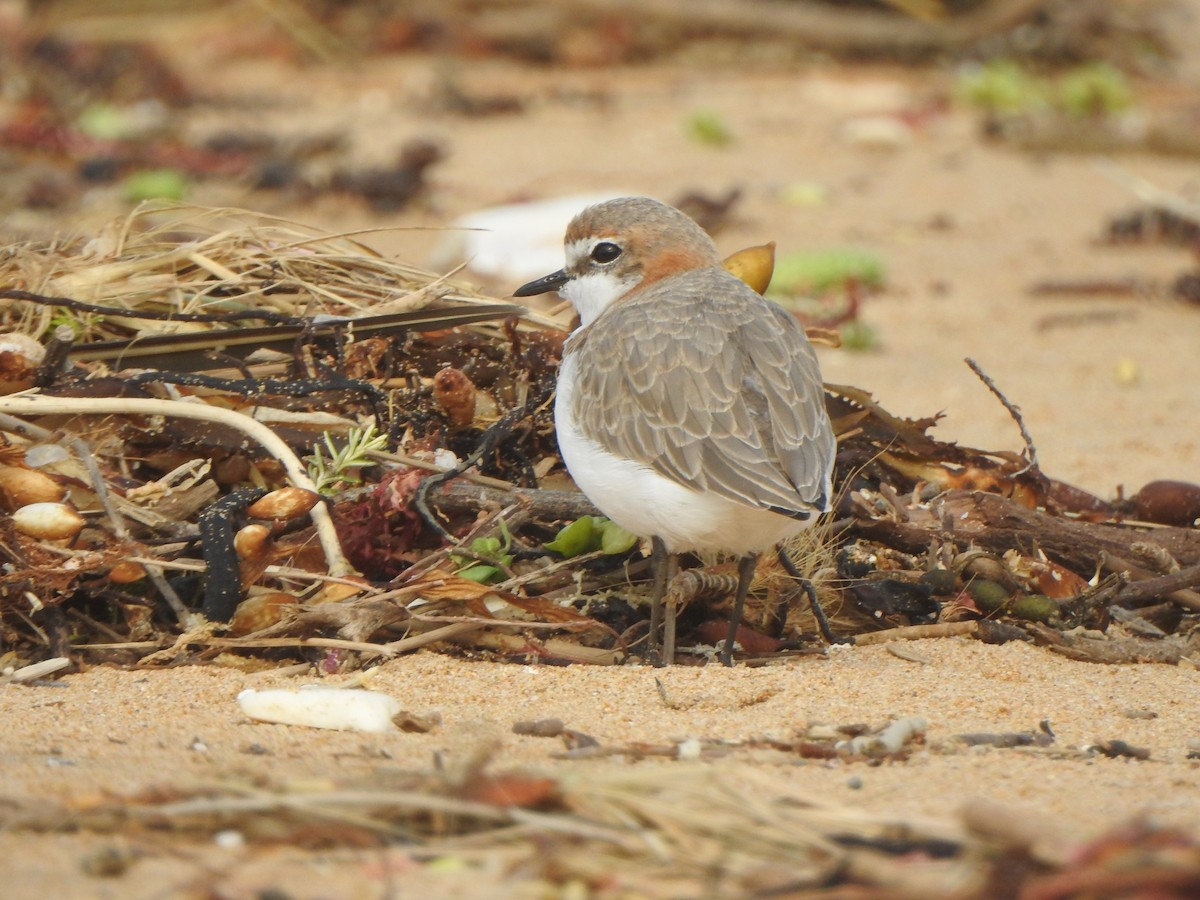 Red-capped Plover - ML616538059