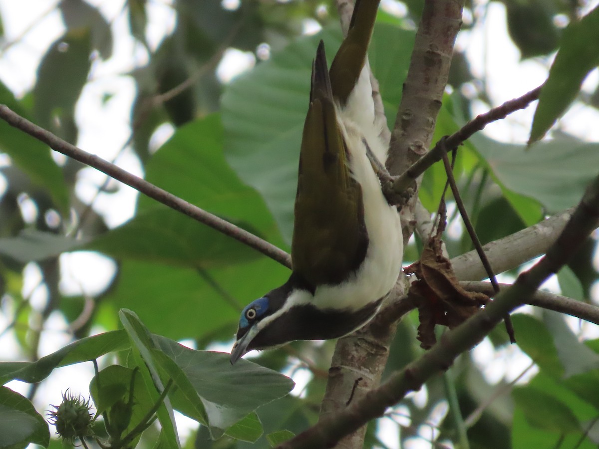 Blue-faced Honeyeater - Rolo Rodsey