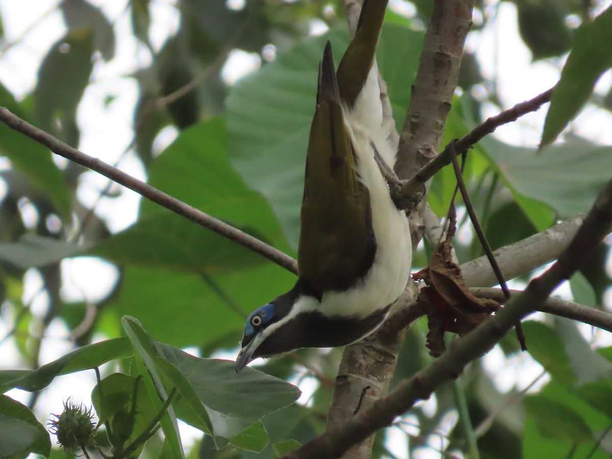 Blue-faced Honeyeater - ML616538064