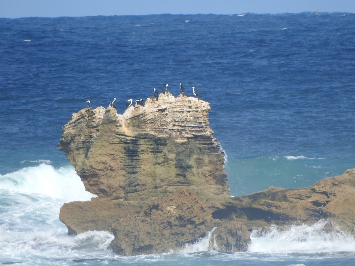 Black-faced Cormorant - ML616538068