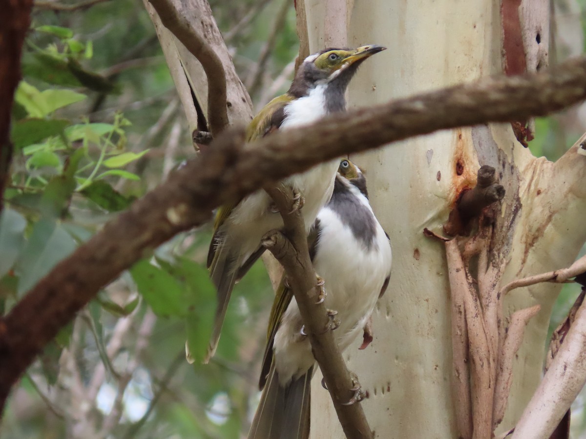 Blue-faced Honeyeater - Rolo Rodsey