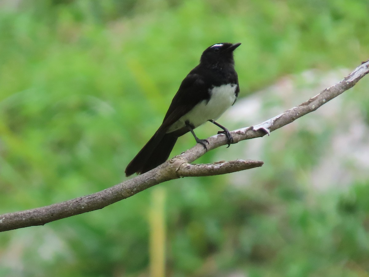 Willie-wagtail - Rolo Rodsey