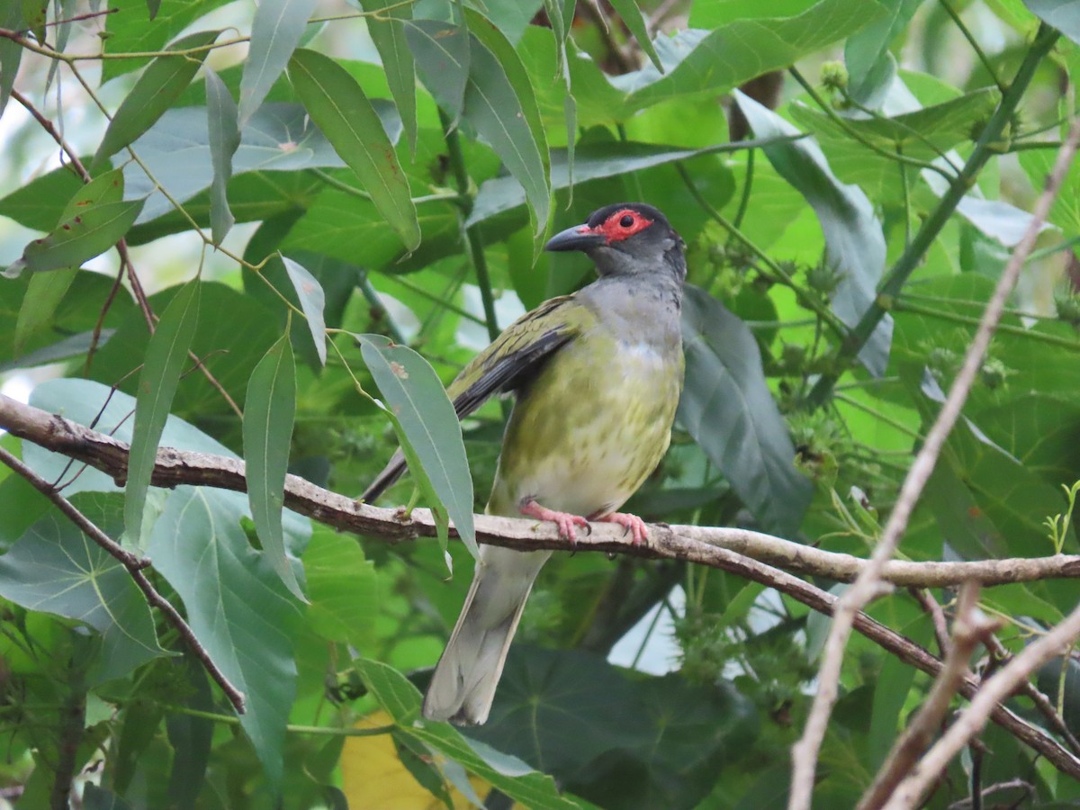 Australasian Figbird - Rolo Rodsey
