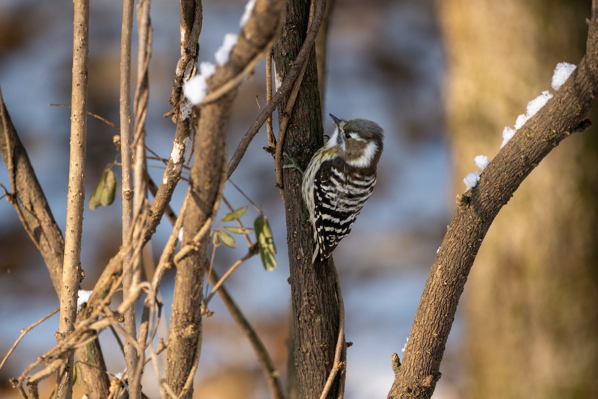 Japanese Pygmy Woodpecker - Minjun Kim