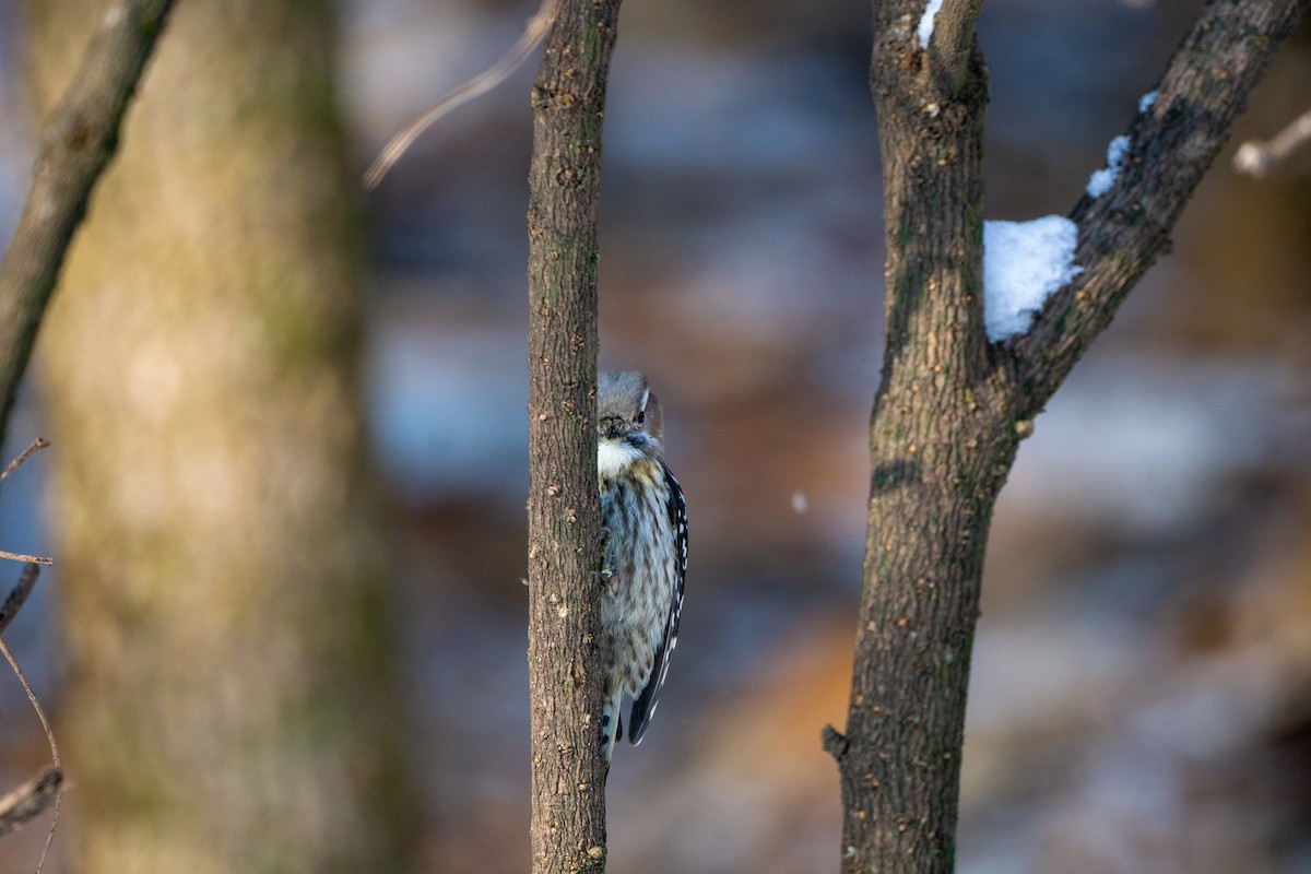 Japanese Pygmy Woodpecker - Minjun Kim