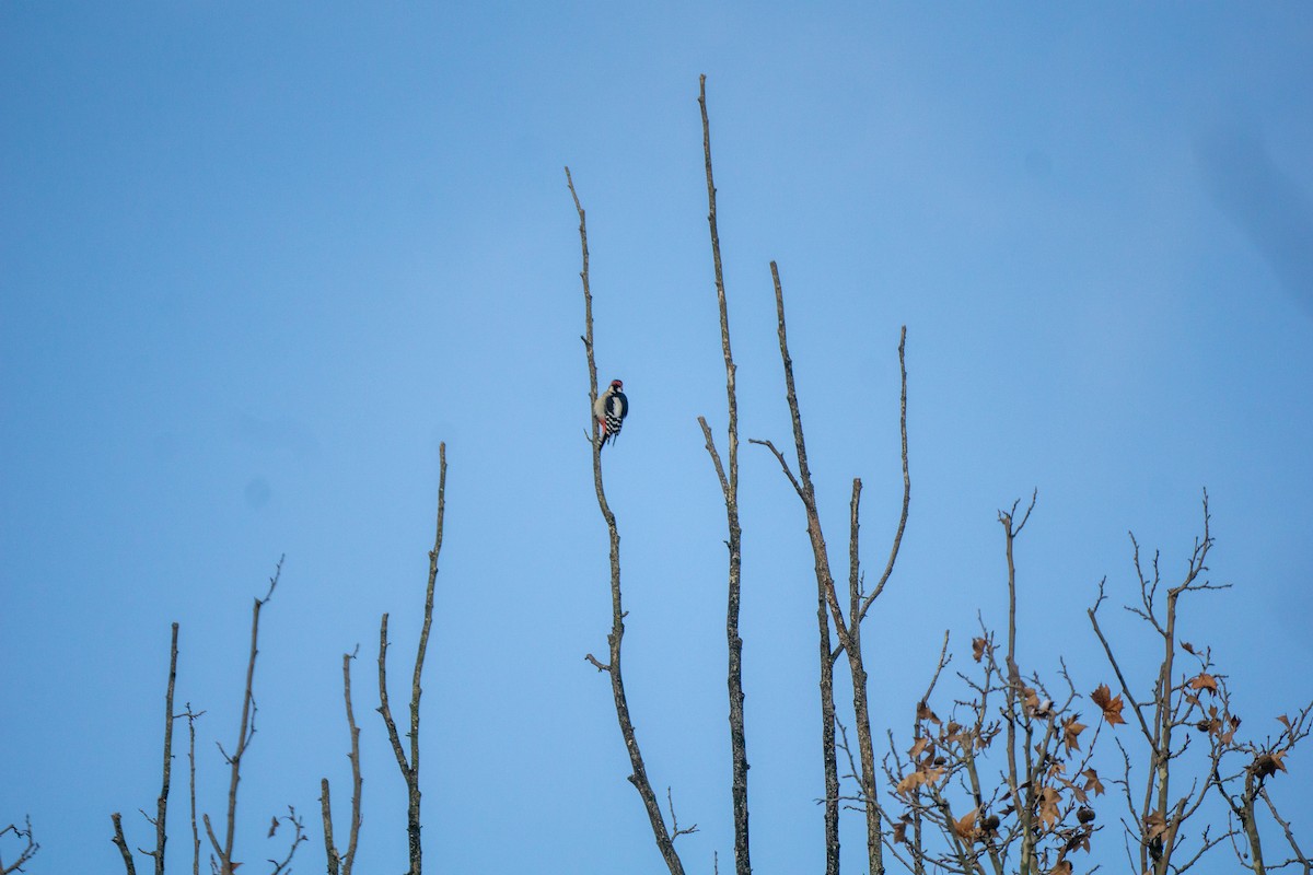 Great Spotted Woodpecker - Minjun Kim