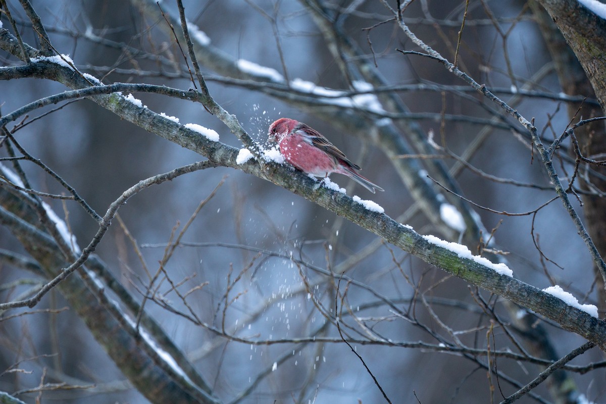 Pallas's Rosefinch - Minjun Kim