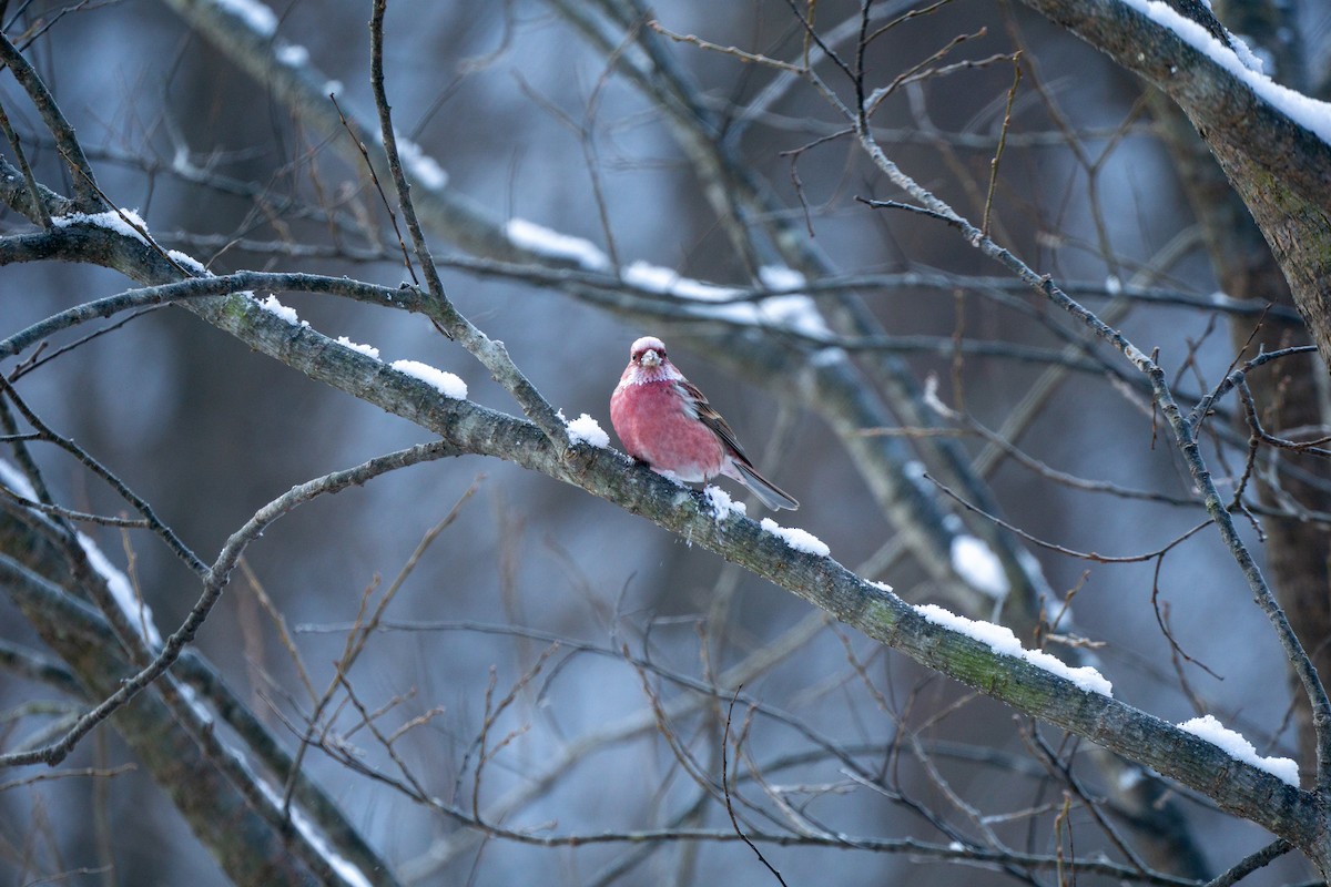 Pallas's Rosefinch - Minjun Kim