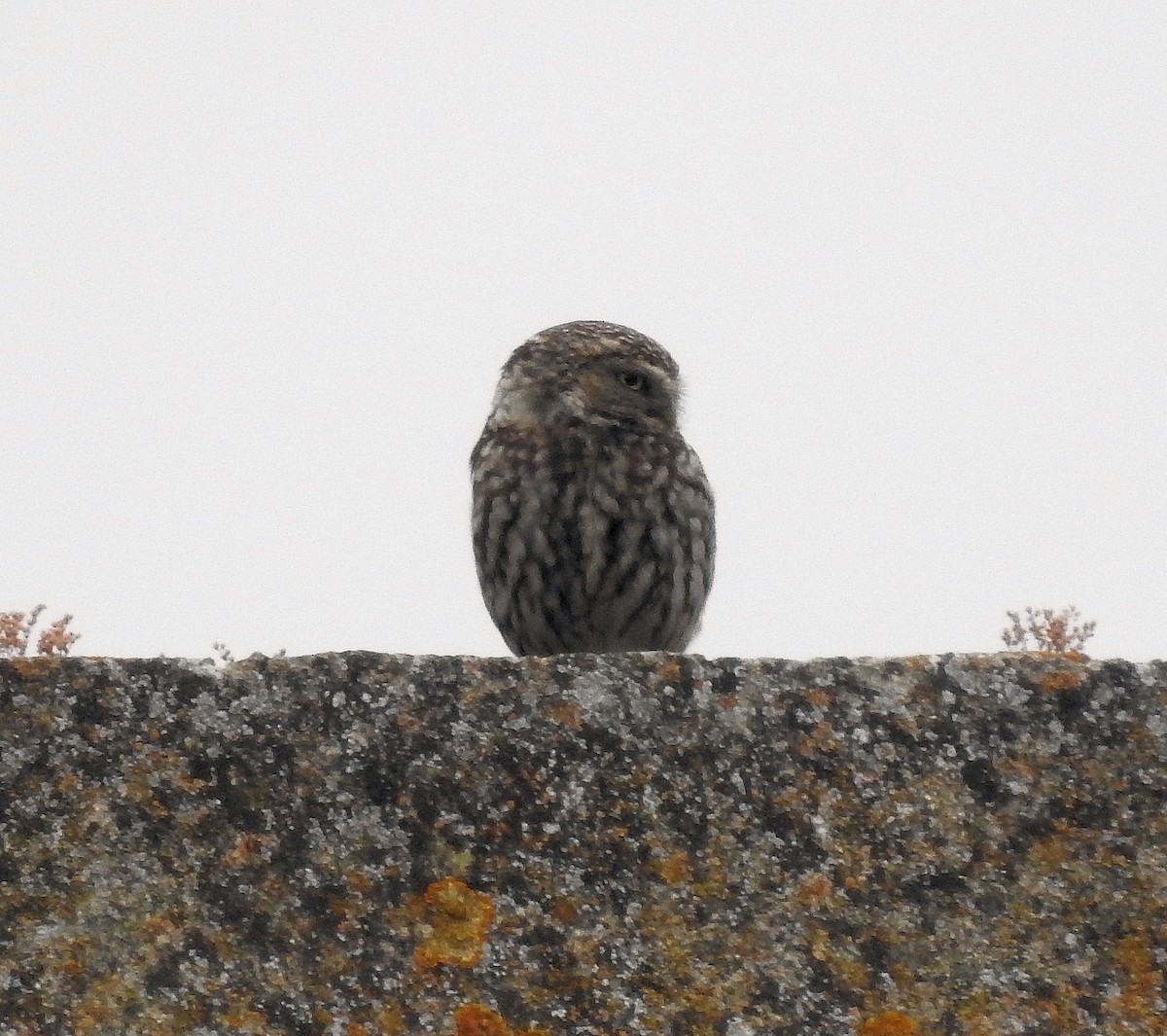 Little Owl - ML61653811