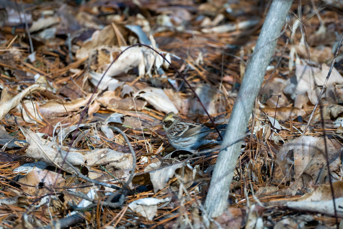 Yellow-throated Bunting - ML616538114