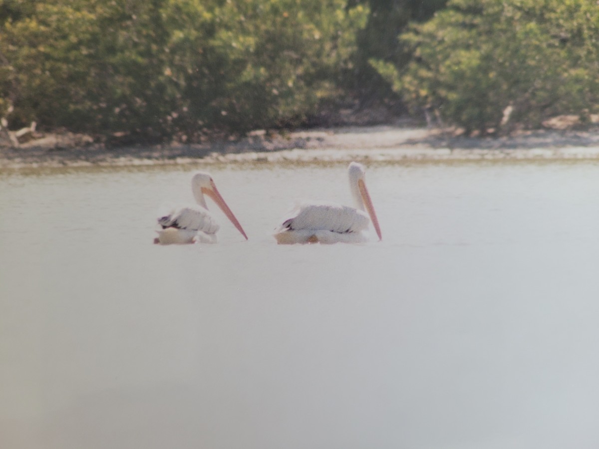 American White Pelican - Laurent Chevallier