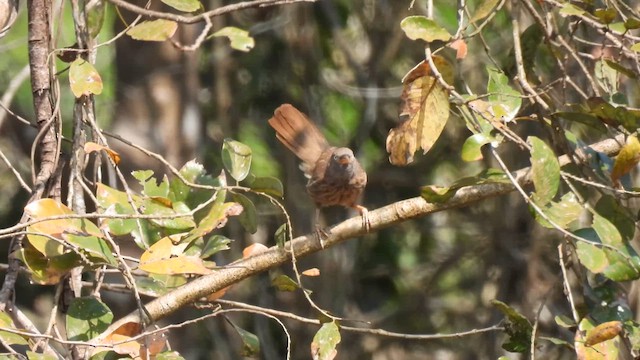 Jungle Babbler - ML616538190