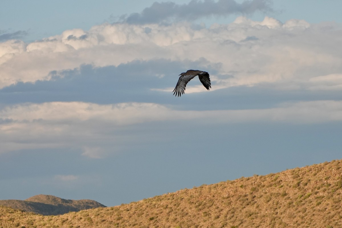 Kori Bustard - Kenneth Hillan