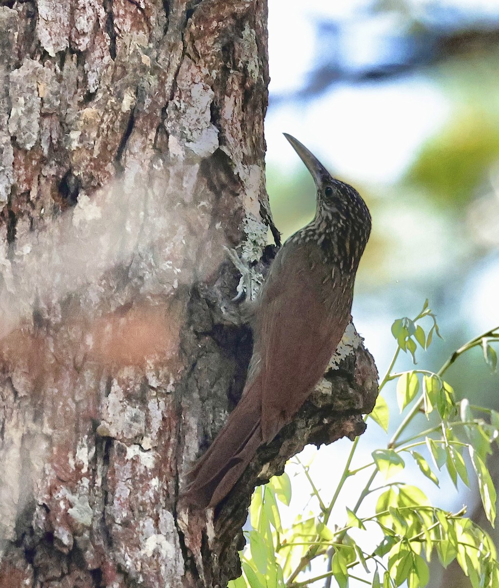 Ivory-billed Woodcreeper - ML616538221