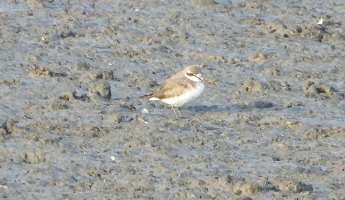 Siberian/Tibetan Sand-Plover - ML616538237