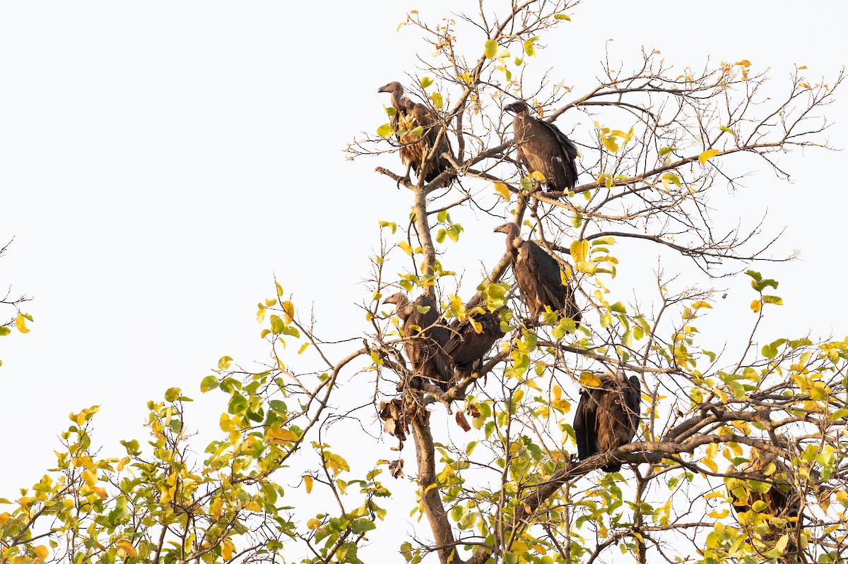 Indian Vulture - Laurence Green