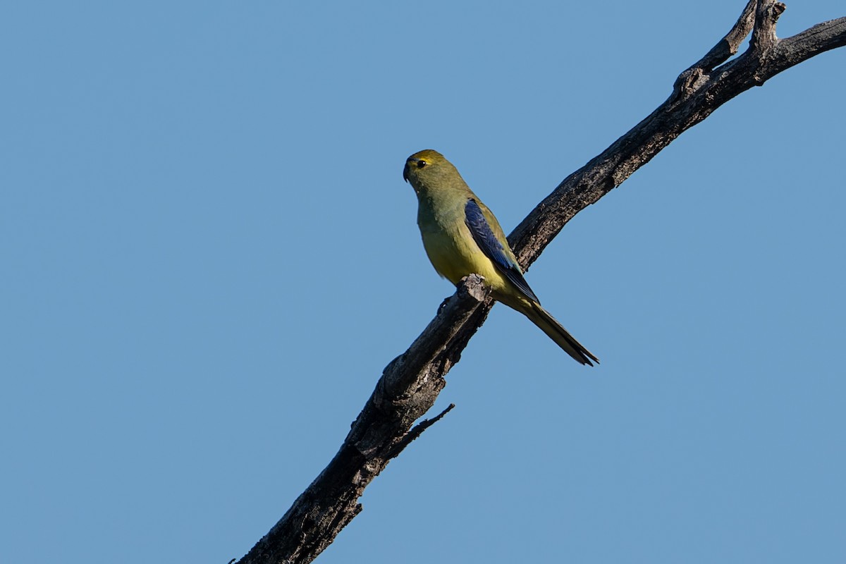 Blue-winged Parrot - ML616538309