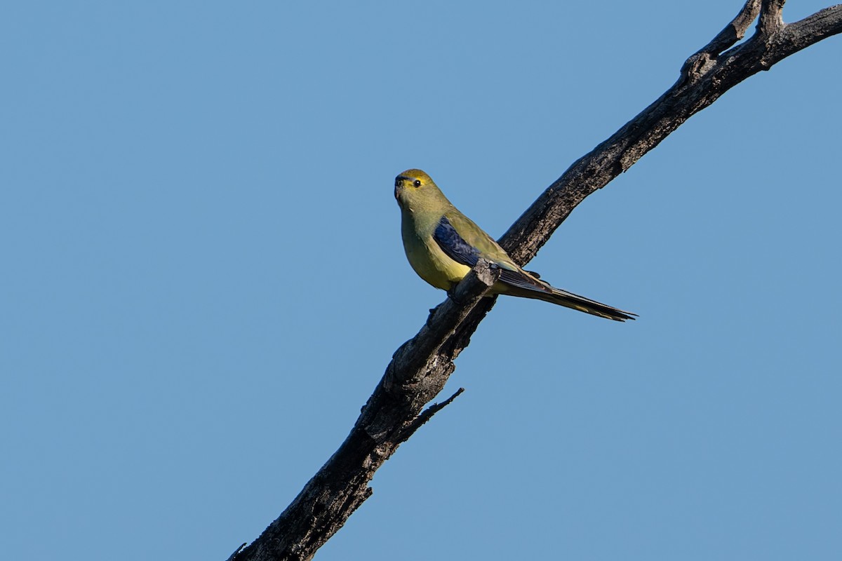 Blue-winged Parrot - John  Van Doorn