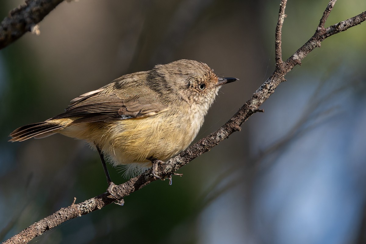 Buff-rumped Thornbill - ML616538314