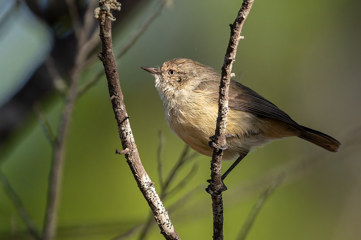 Buff-rumped Thornbill - ML616538316