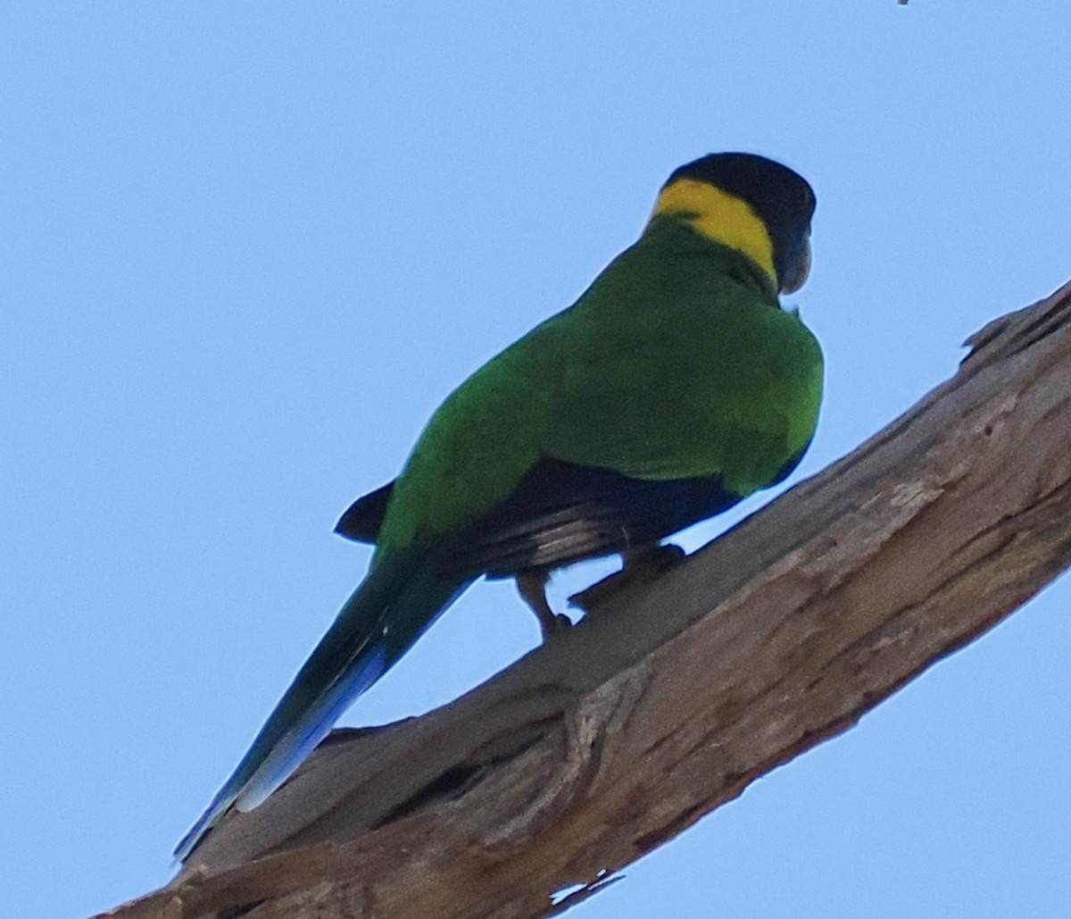 Воротничковый попугай (semitorquatus) - ML616538329