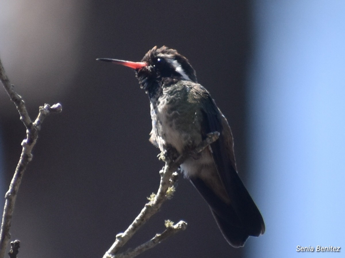 White-eared Hummingbird - ML616538373