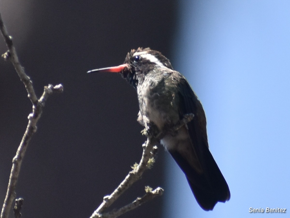 White-eared Hummingbird - ML616538374