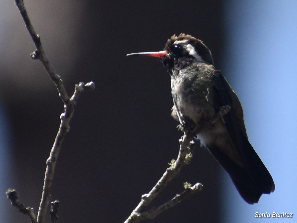 White-eared Hummingbird - ML616538375