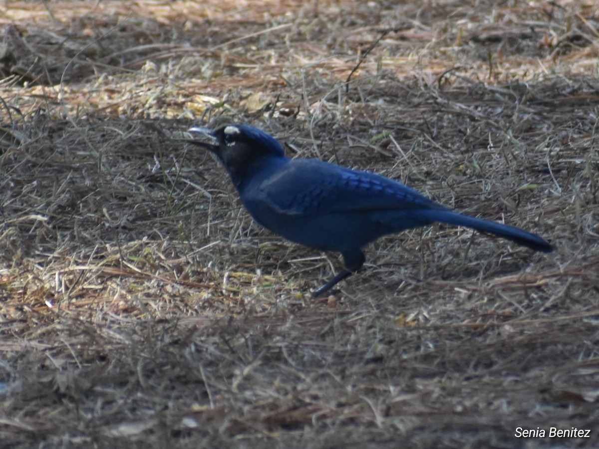 Steller's Jay - ML616538392